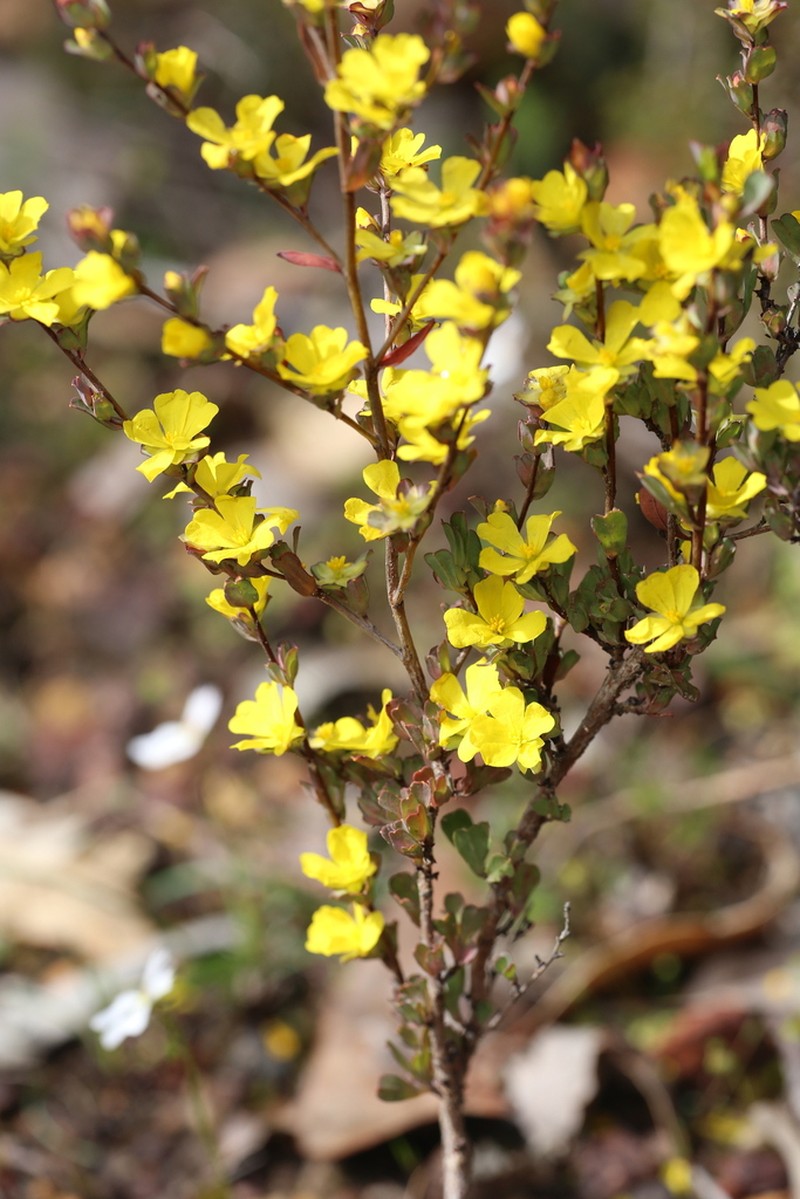 Hibbertia glomerata photo 7