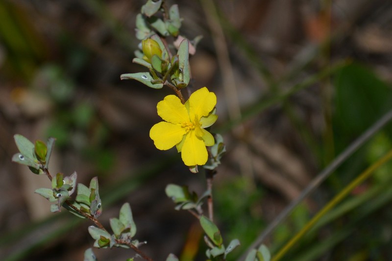 Hibbertia glomerata subsp. darlingensis photo 2