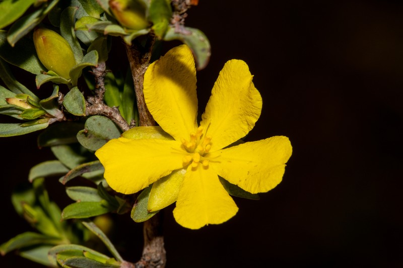 Hibbertia glomerata subsp. darlingensis photo 3