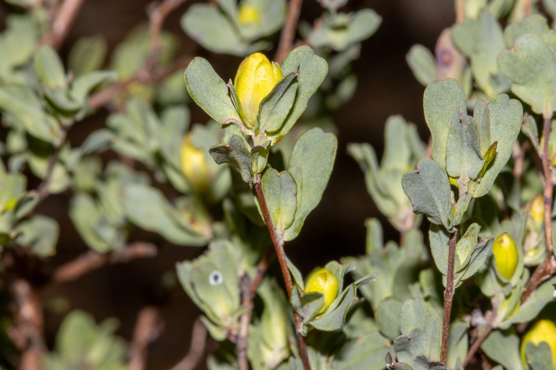 Hibbertia glomerata subsp. darlingensis photo 4