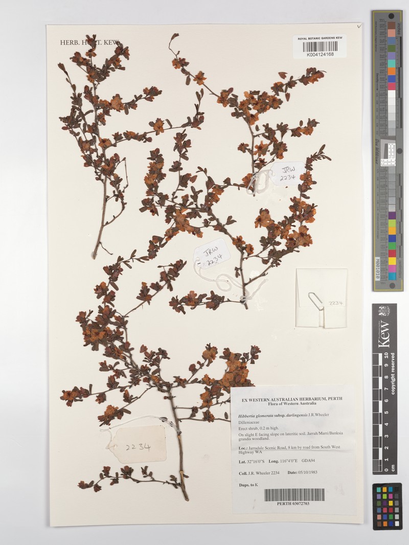 Hibbertia glomerata subsp. darlingensis photo 5