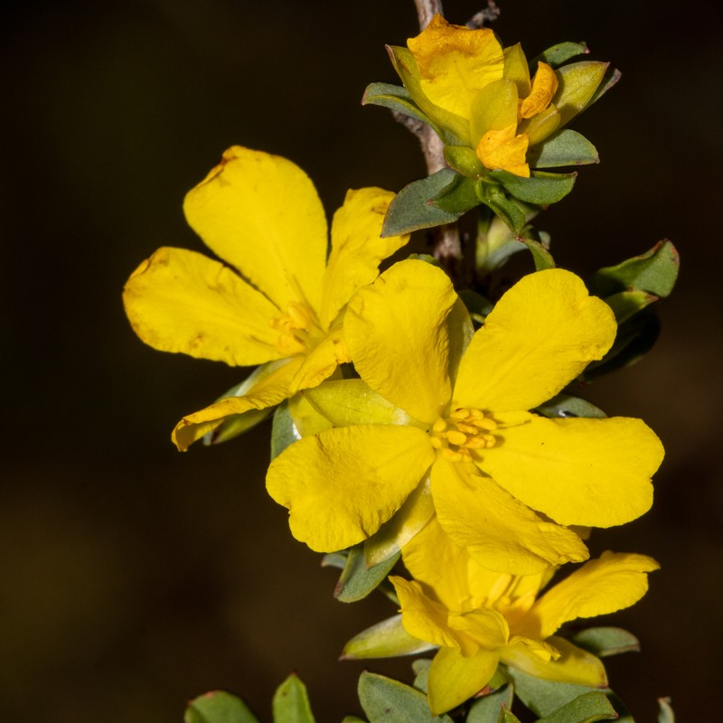 Hibbertia glomerata subsp. darlingensis photo 6