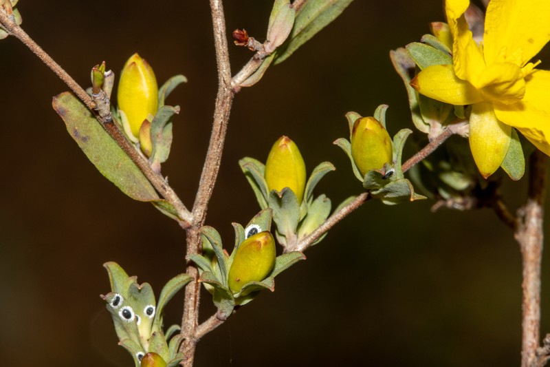 Hibbertia glomerata subsp. darlingensis photo 7