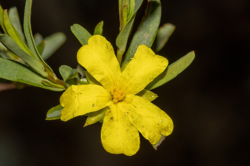Hibbertia glomerata subsp. ginginensis