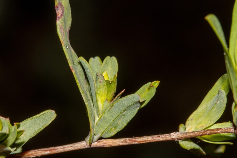 Hibbertia glomerata subsp. ginginensis photo 3