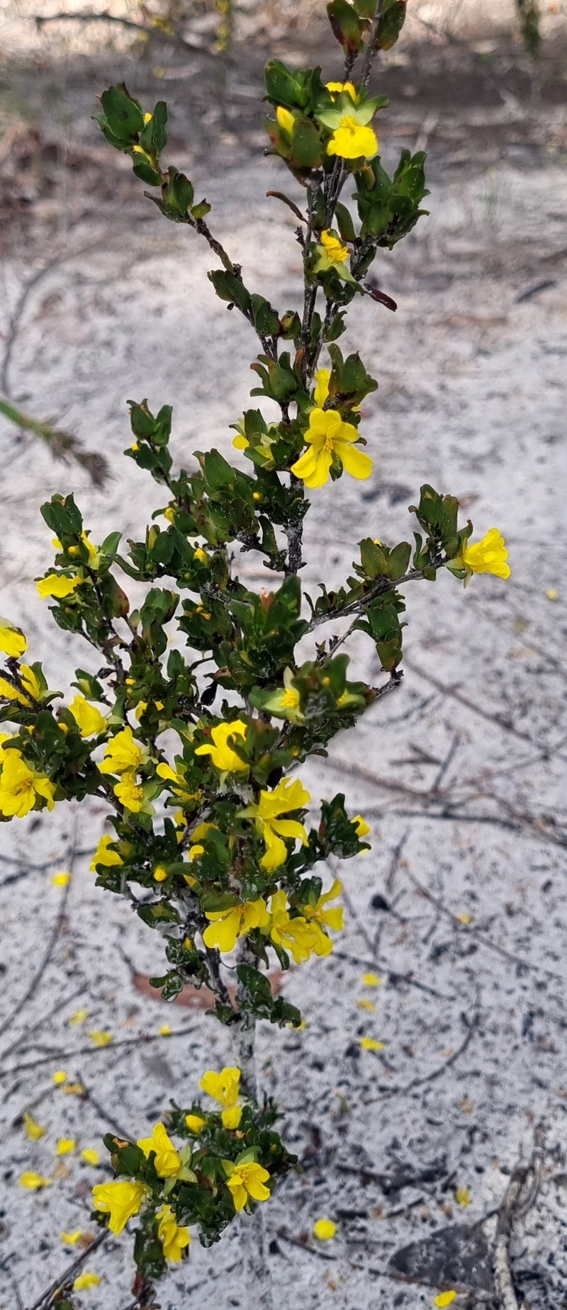 Hibbertia glomerata subsp. glomerata photo 2