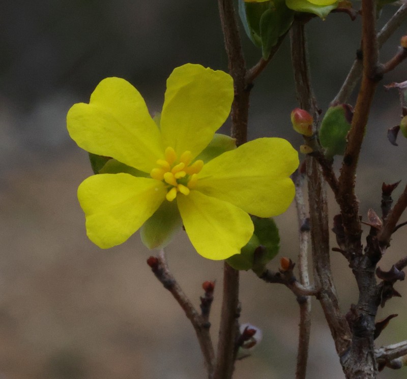 Hibbertia glomerata subsp. glomerata photo 3