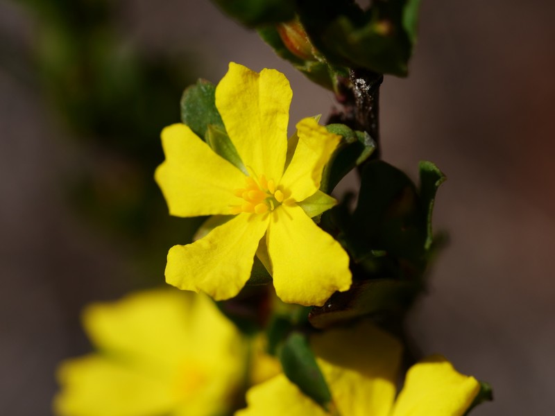 Hibbertia glomerata subsp. glomerata photo 4