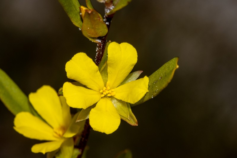 Hibbertia glomerata subsp. glomerata