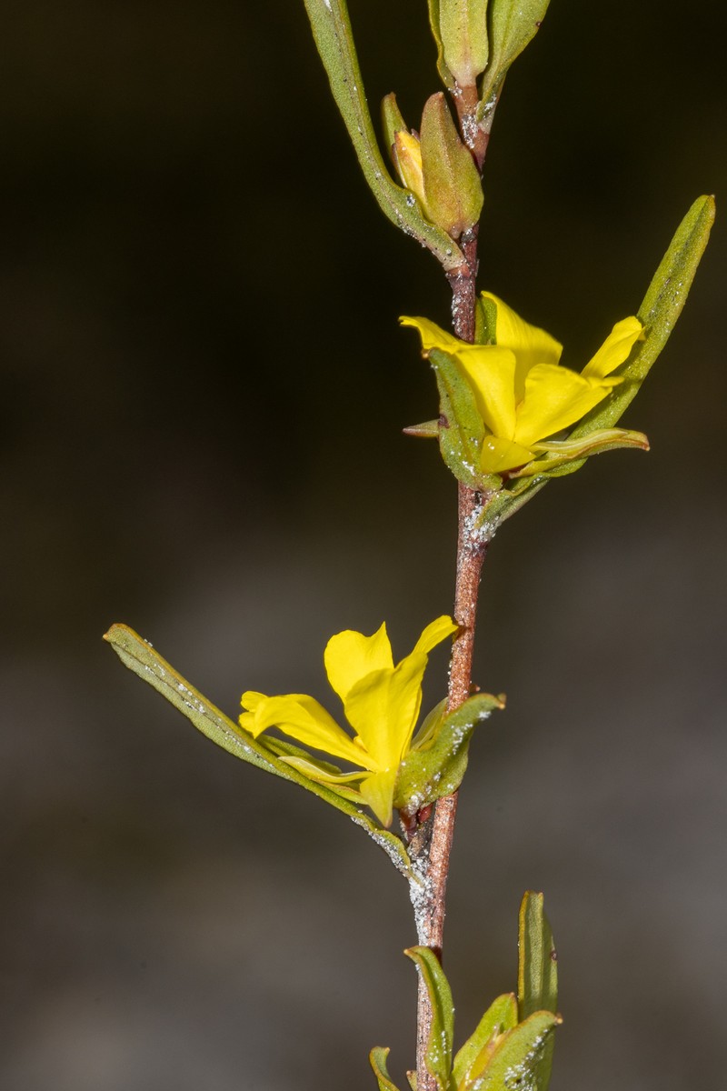 Hibbertia glomerata subsp. glomerata photo 6