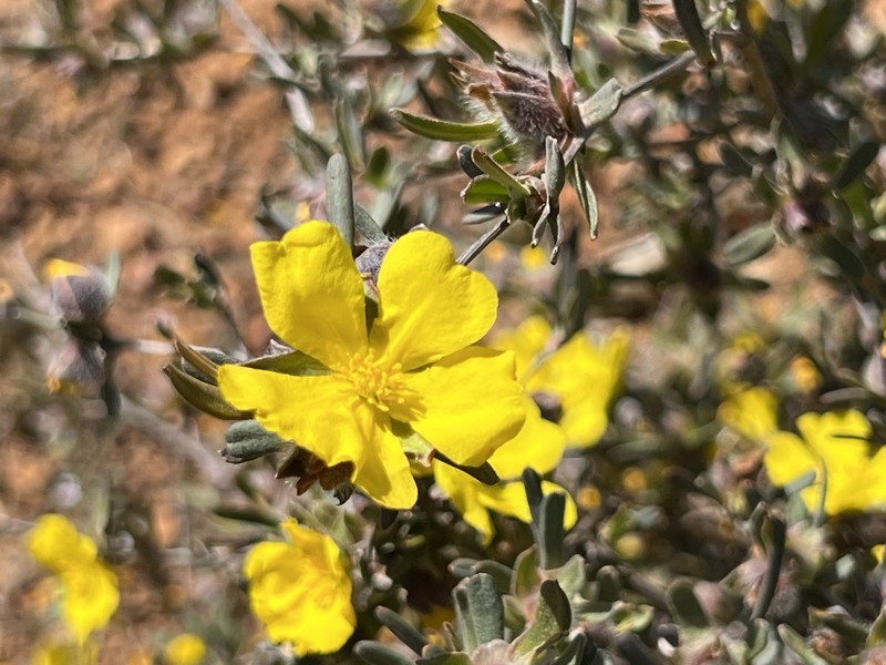 Hibbertia glomerosa photo 2