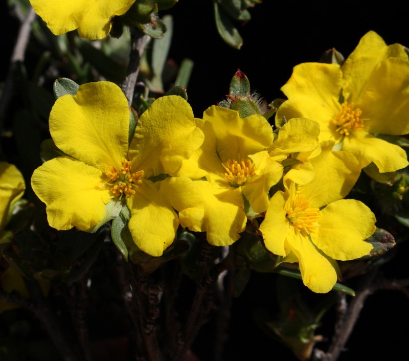 Hibbertia glomerosa photo 3