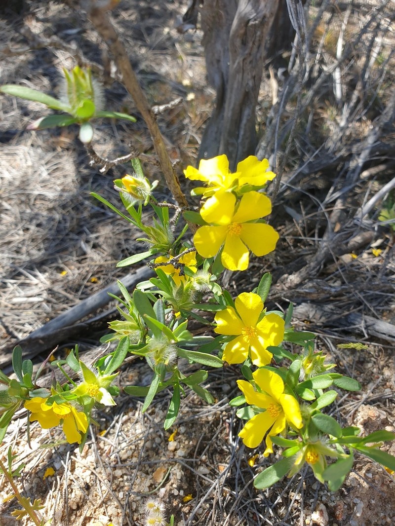 Hibbertia glomerosa photo 4