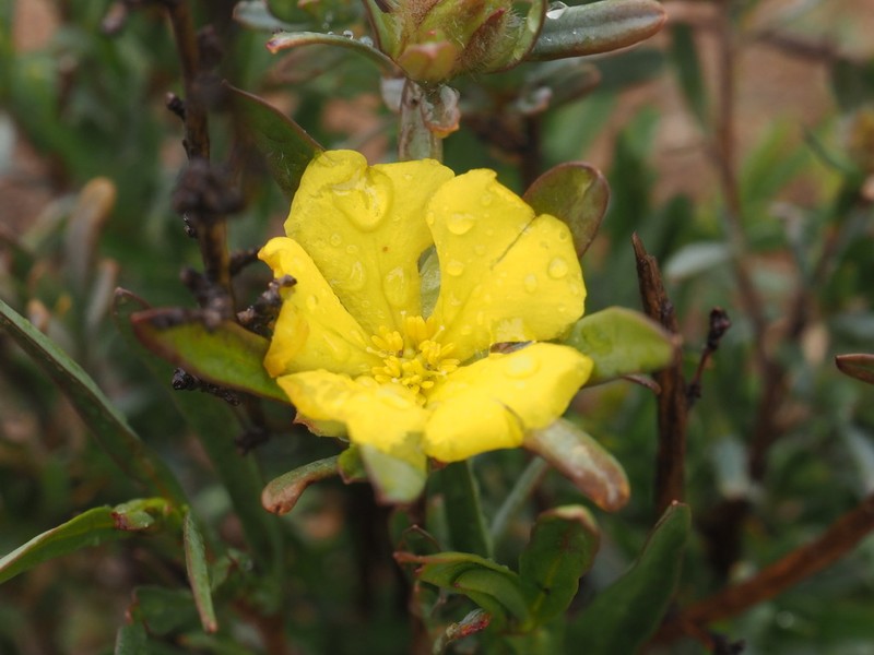 Hibbertia glomerosa photo 5