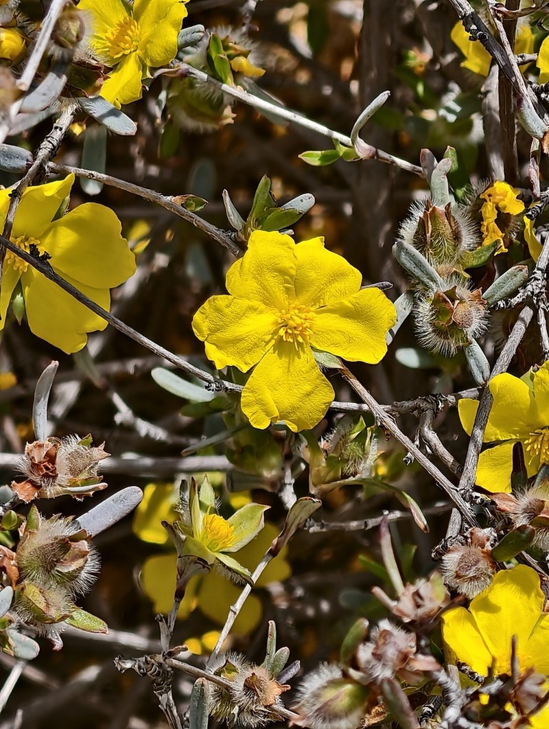 Hibbertia glomerosa photo 6