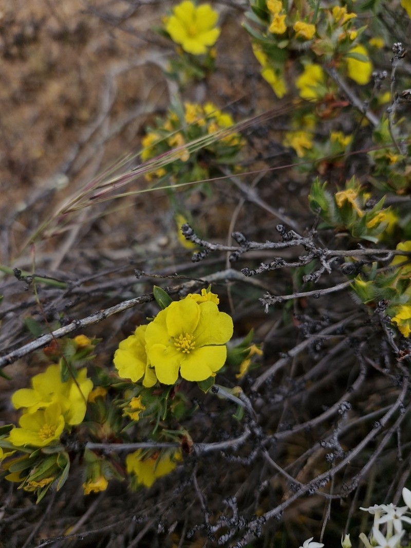 Hibbertia glomerosa photo 7