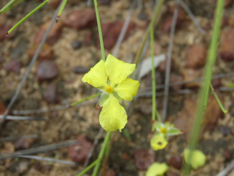 Hibbertia goyderi