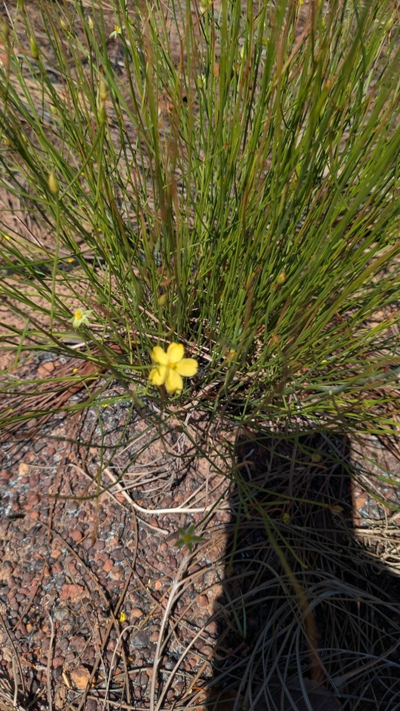 Hibbertia goyderi photo 2