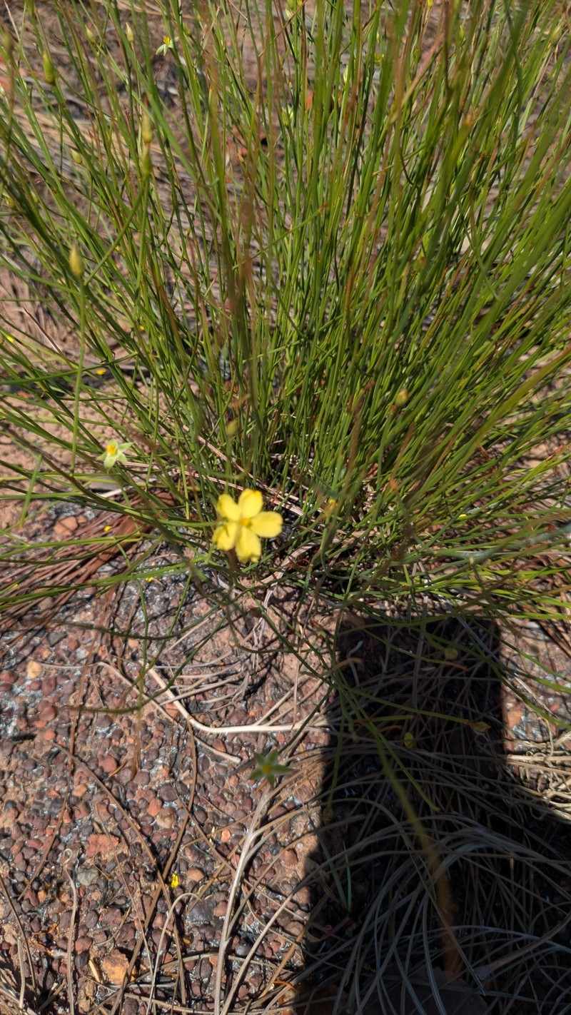 Hibbertia goyderi photo 3