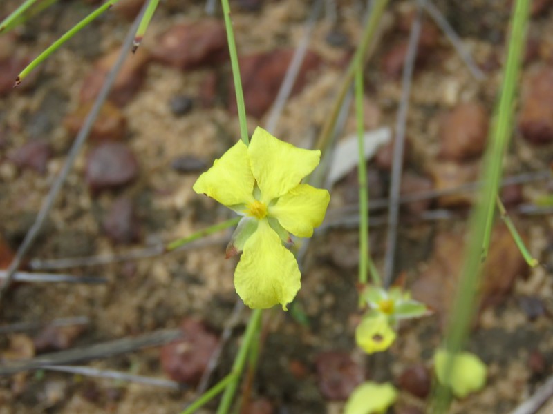 Hibbertia goyderi photo 4