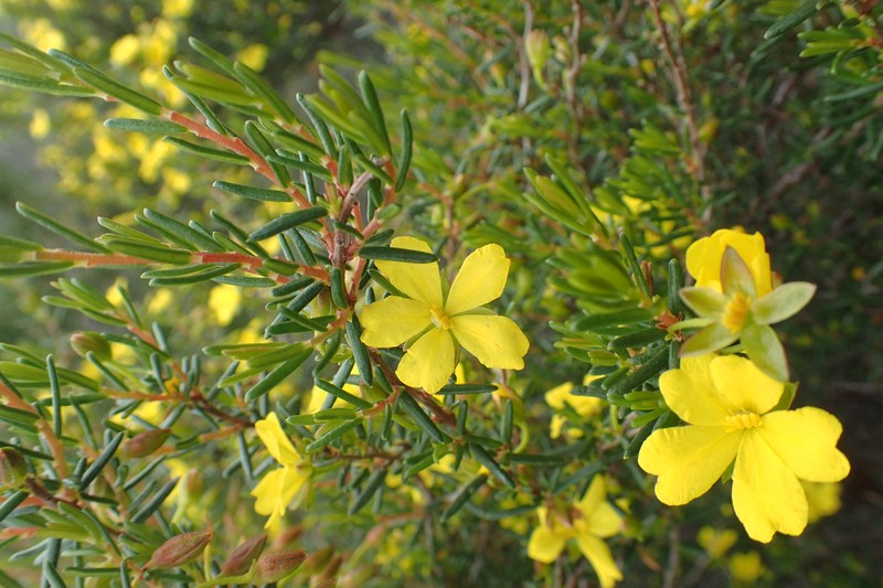 Hibbertia gracilipes