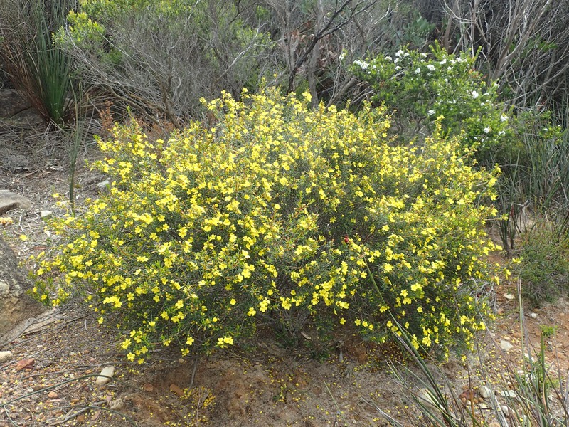 Hibbertia gracilipes photo 2
