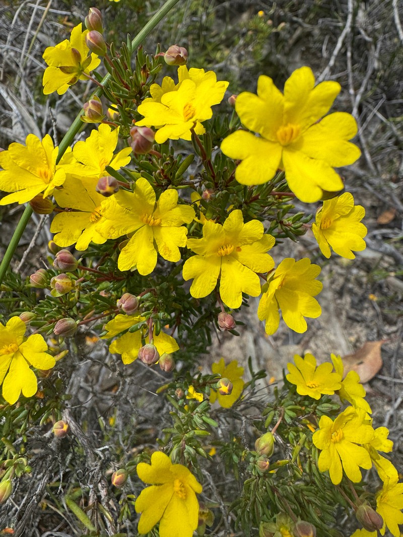 Hibbertia gracilipes photo 3