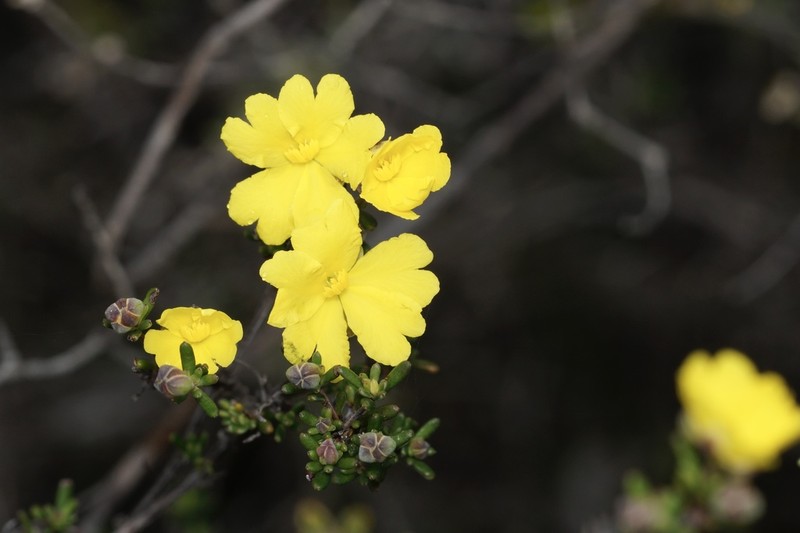 Hibbertia gracilipes photo 4