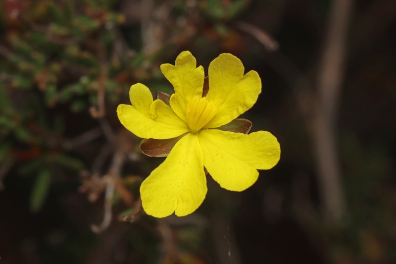 Hibbertia gracilipes photo 5