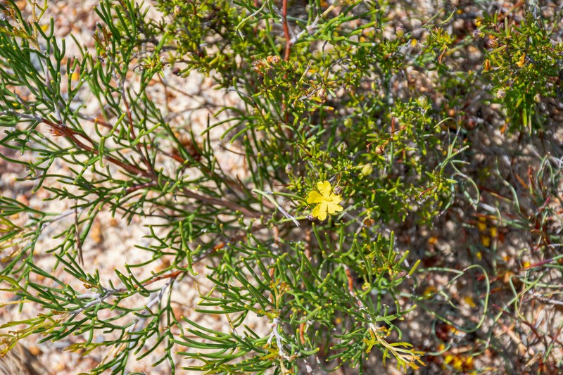Hibbertia gracilipes photo 6