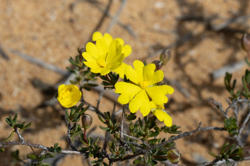 Hibbertia gracilipes photo 7