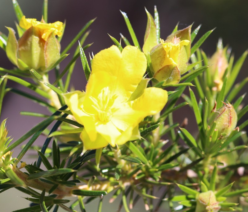 Hibbertia graniticola photo 2