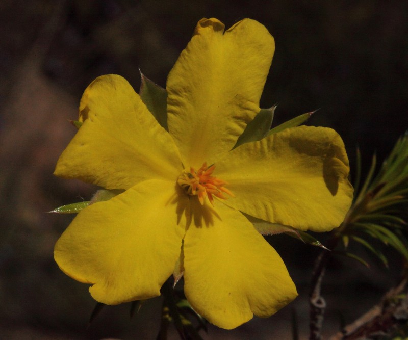 Hibbertia graniticola photo 4