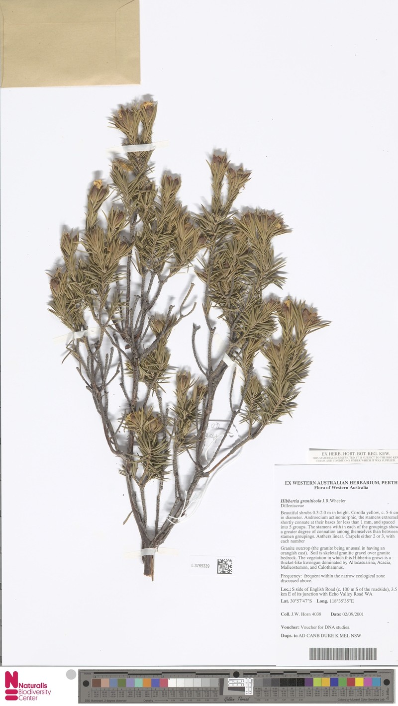 Hibbertia graniticola photo 5