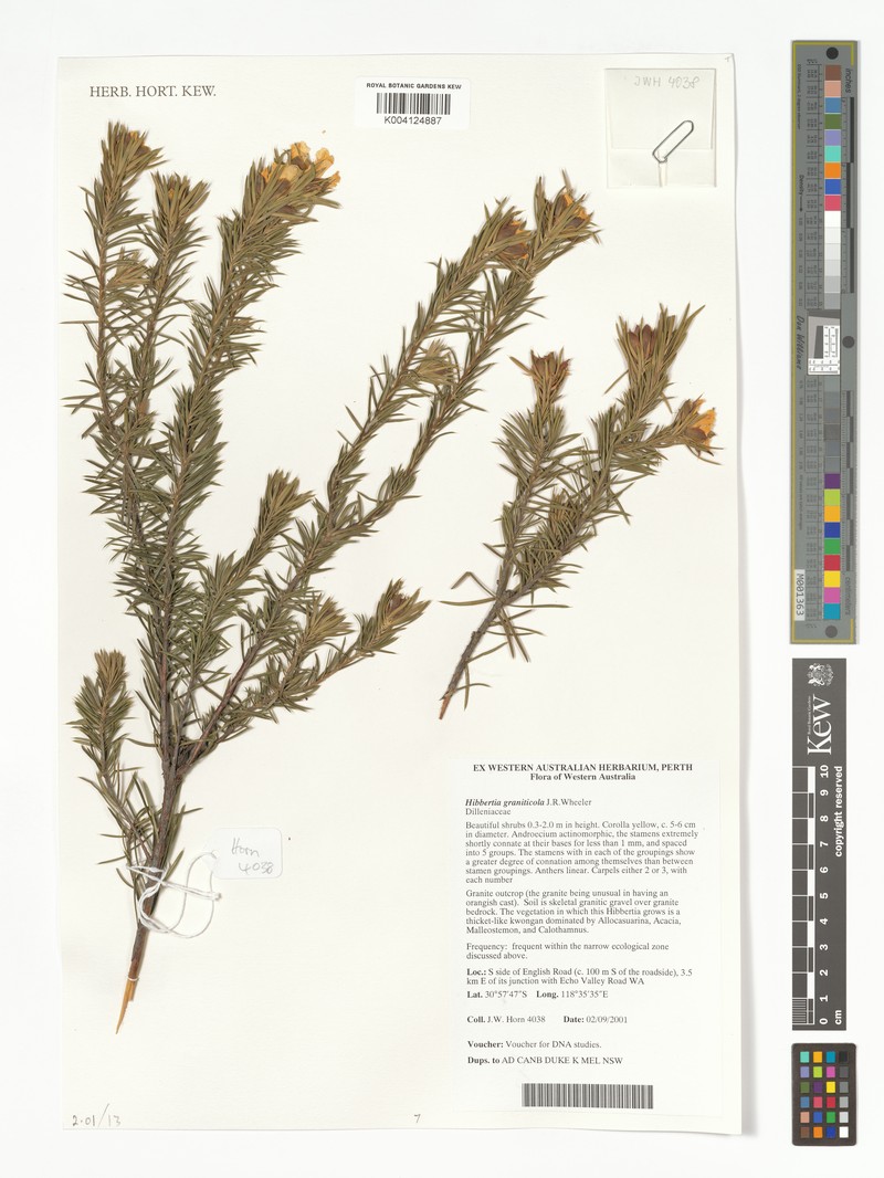 Hibbertia graniticola photo 6