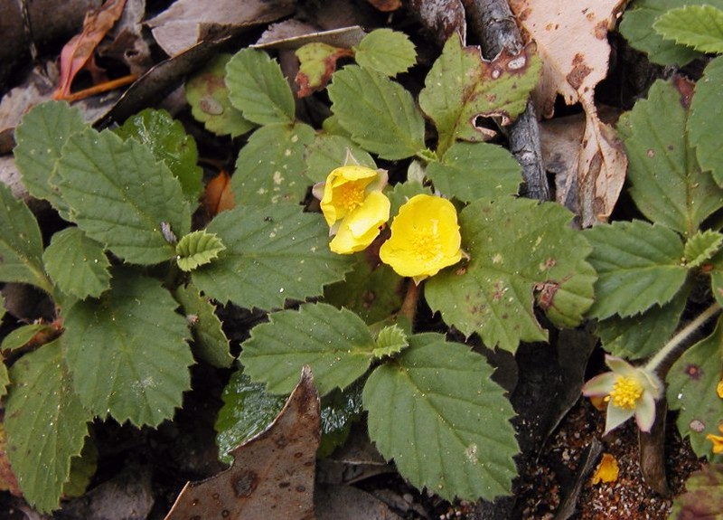 Hibbertia grossulariifolia