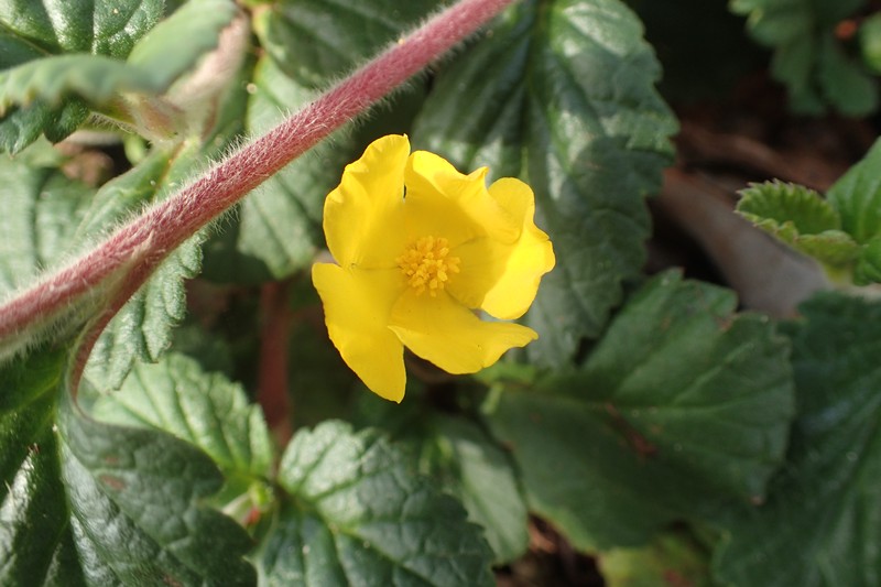 Hibbertia grossulariifolia photo 2