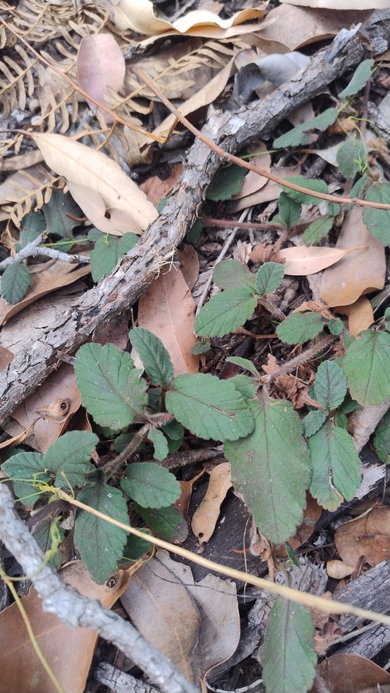 Hibbertia grossulariifolia photo 3