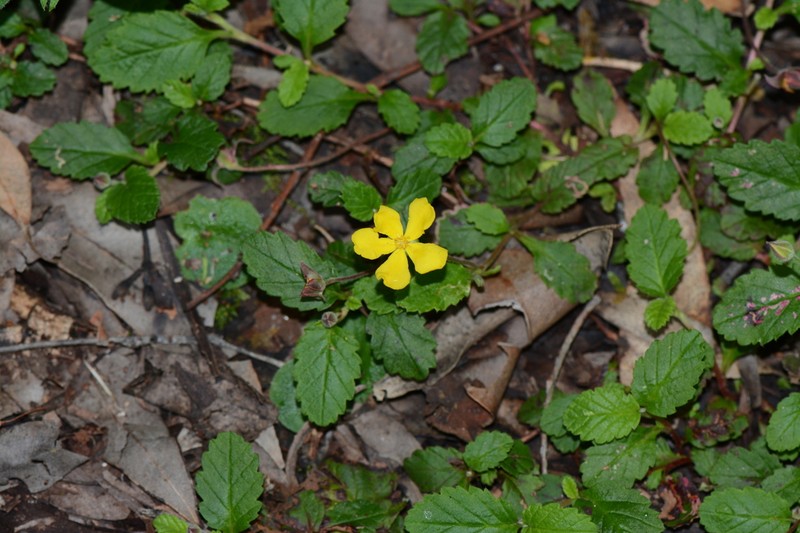 Hibbertia grossulariifolia photo 4