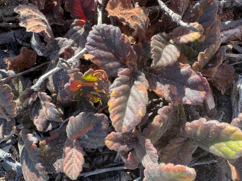 Hibbertia grossulariifolia photo 5