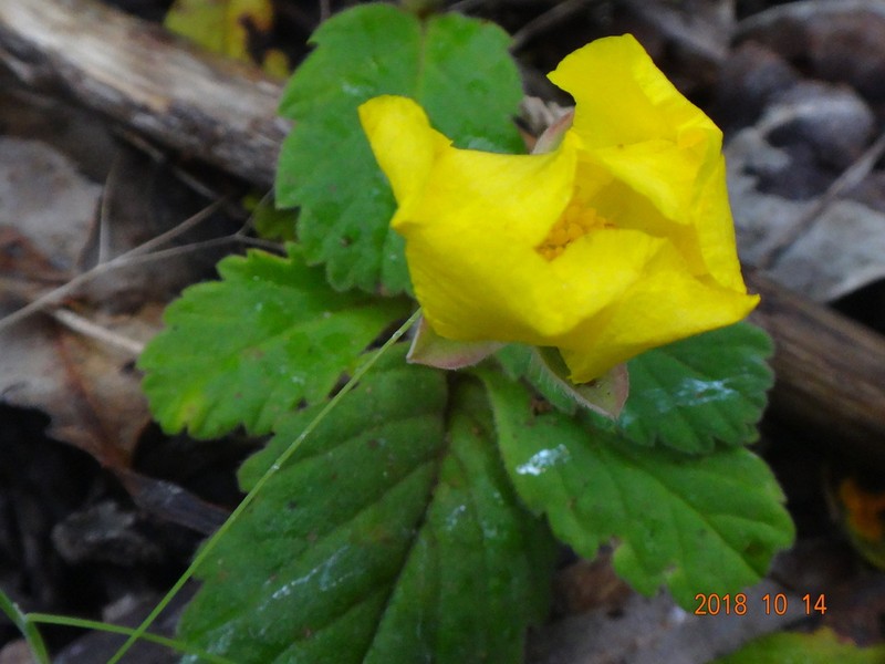 Hibbertia grossulariifolia photo 6
