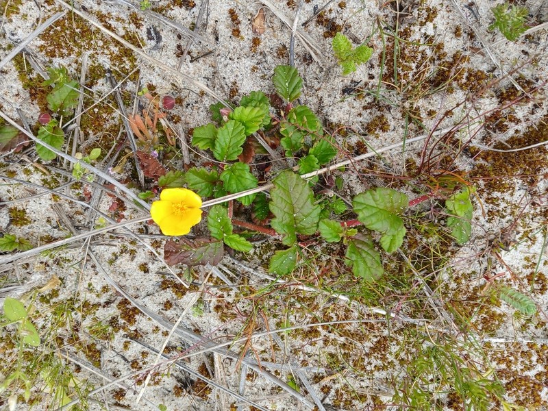 Hibbertia grossulariifolia photo 7