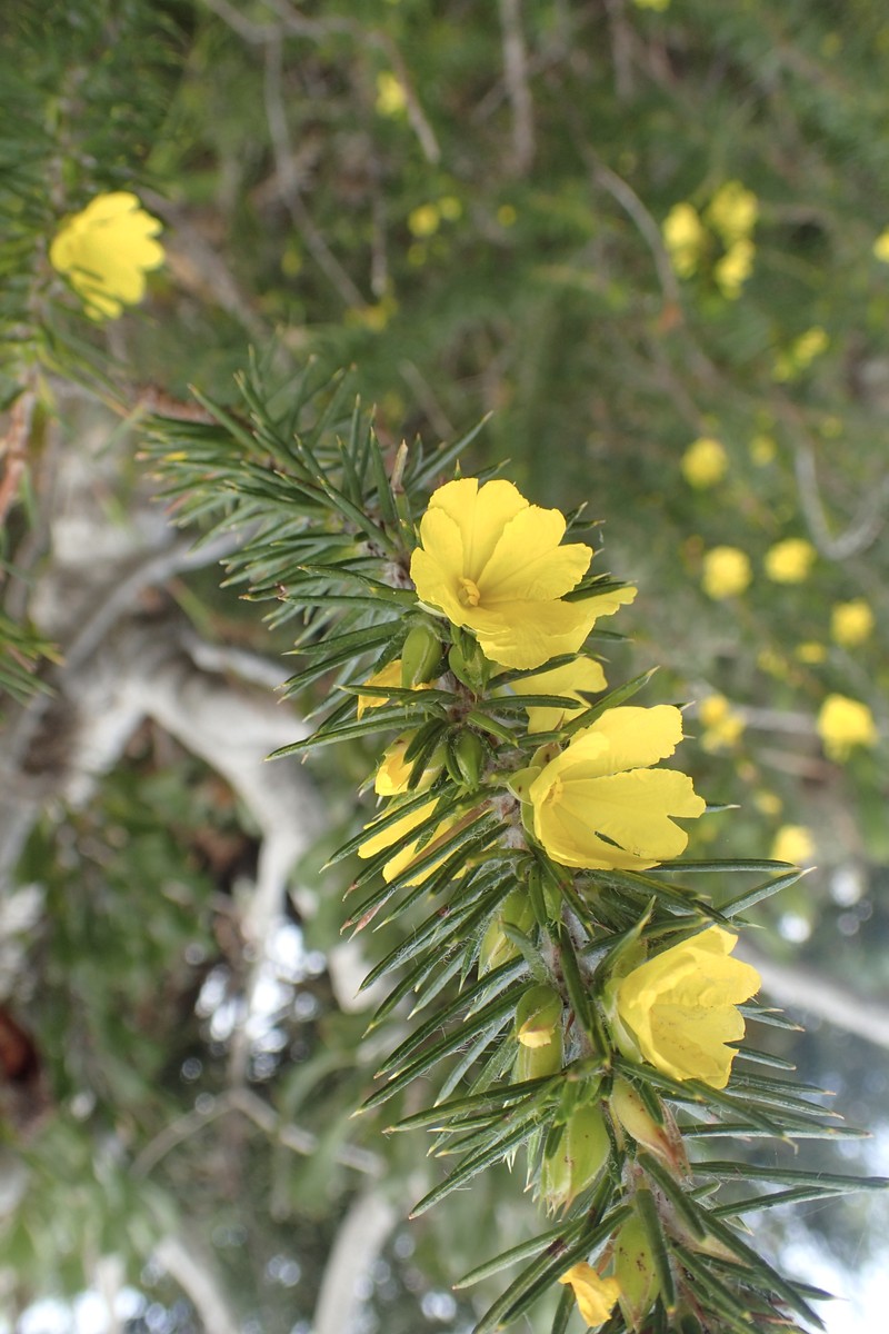 Hibbertia hamulosa