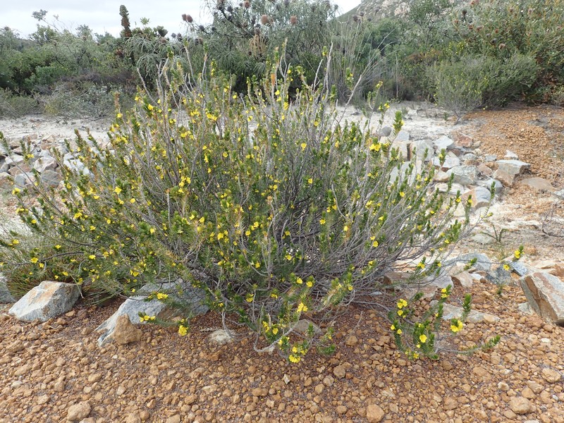 Hibbertia hamulosa photo 2