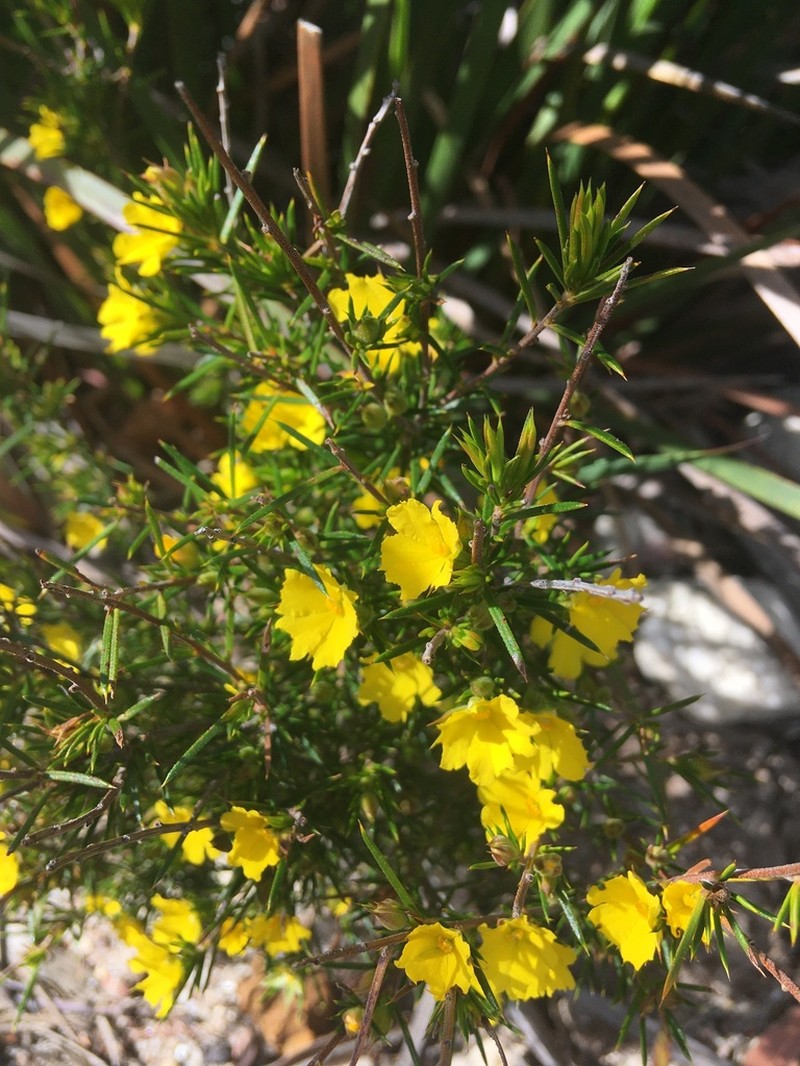Hibbertia hamulosa photo 3