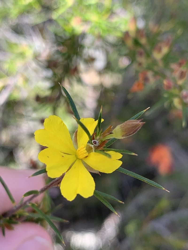 Hibbertia hamulosa photo 4