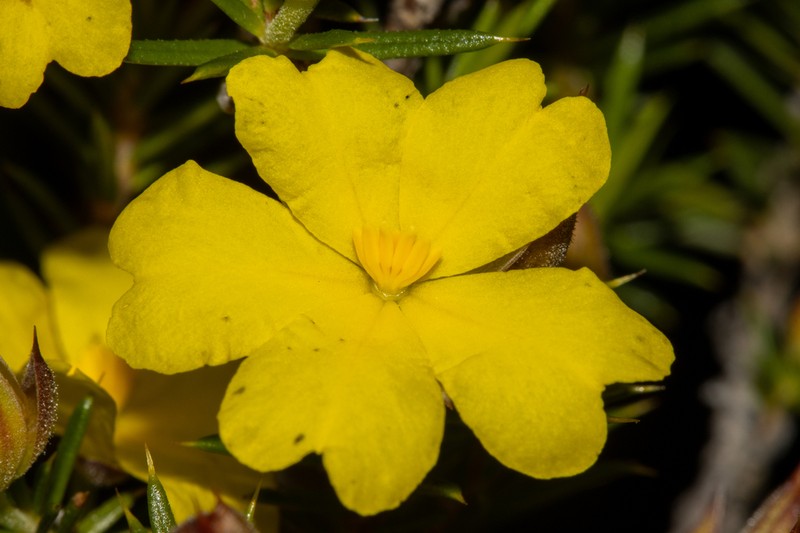 Hibbertia hamulosa photo 5
