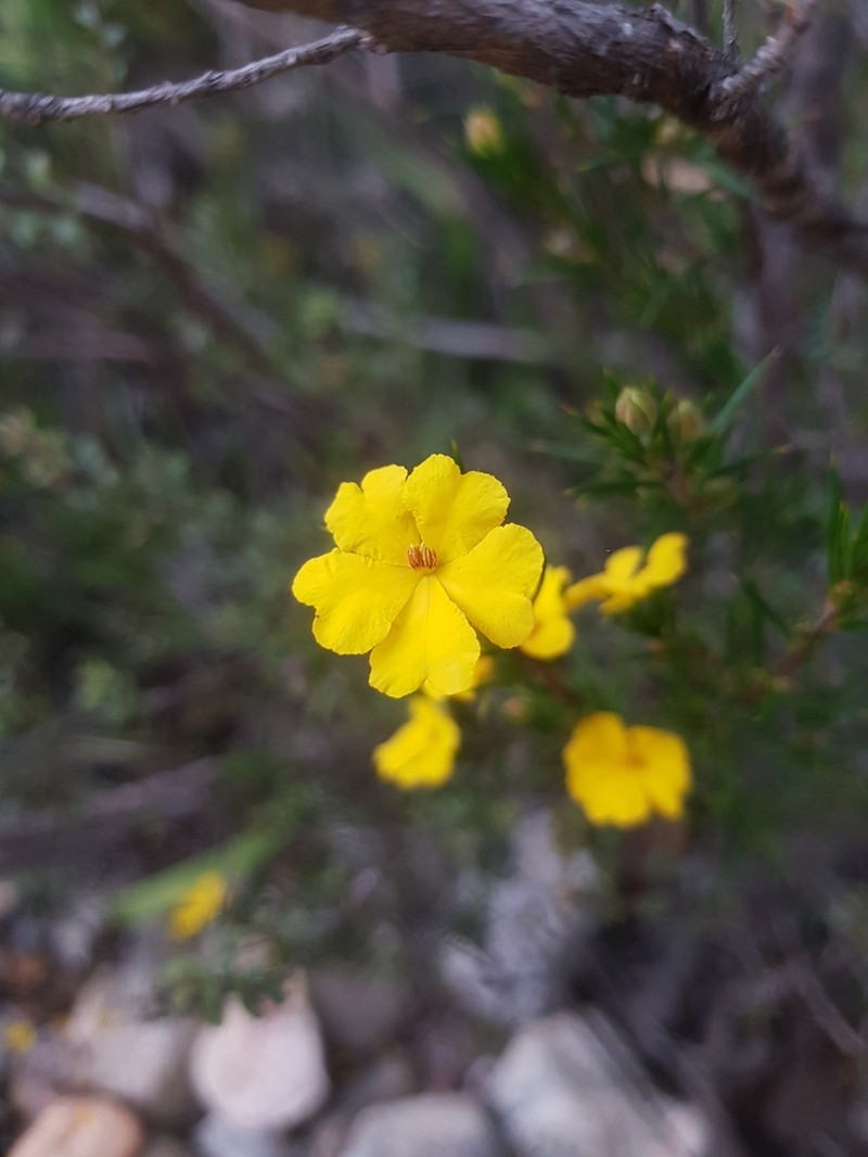 Hibbertia hamulosa photo 7