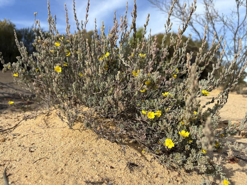 Hibbertia hapalophylla photo 2