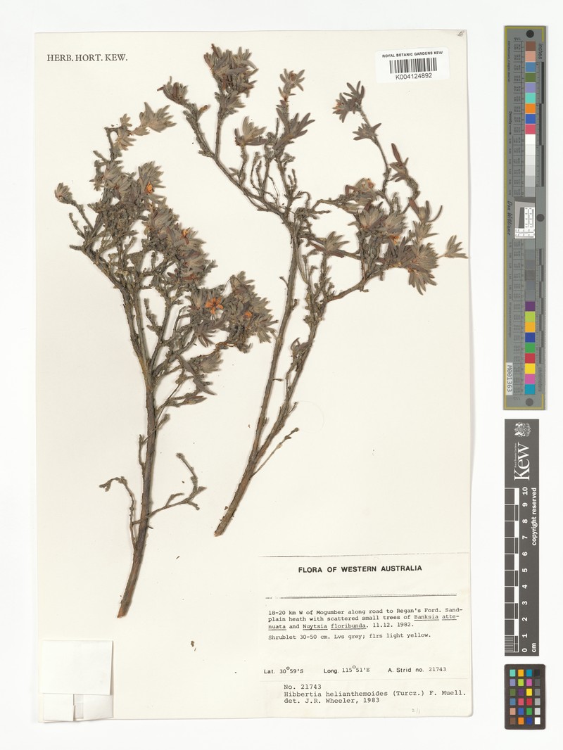 Hibbertia helianthemoides